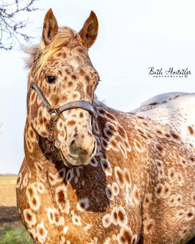 Peacock Appaloosa Stallion - Wicket